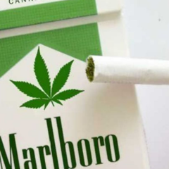Marlboro902