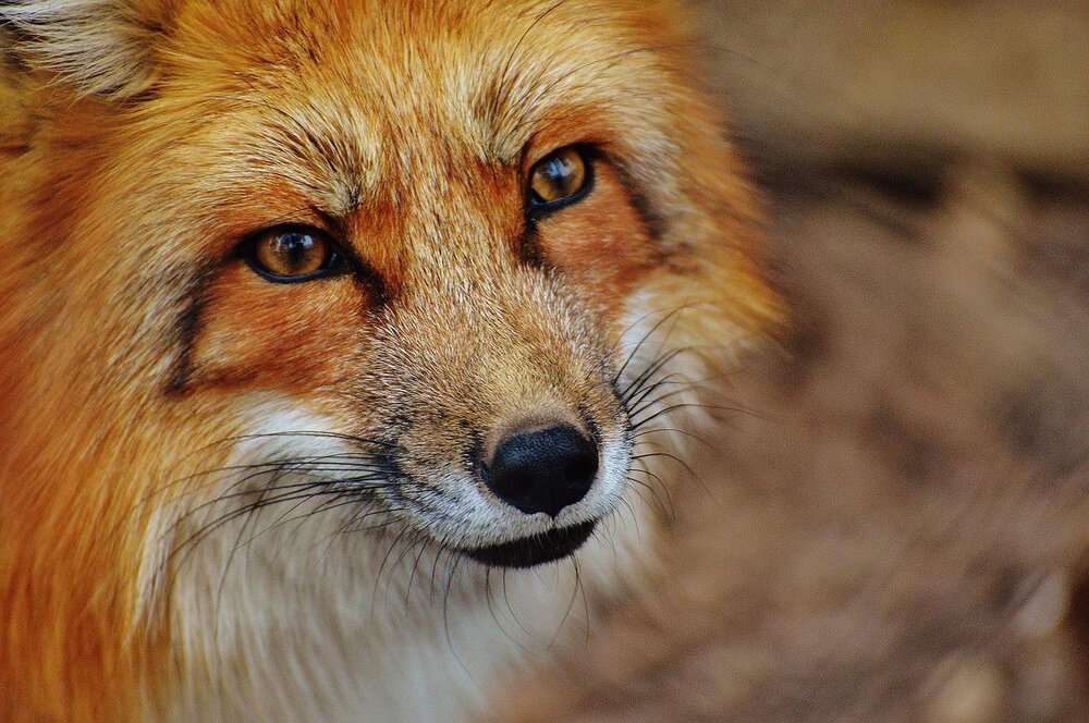 red-fox-1310826_1280.jpg