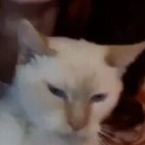 its koya