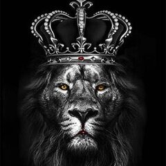 LioNNN